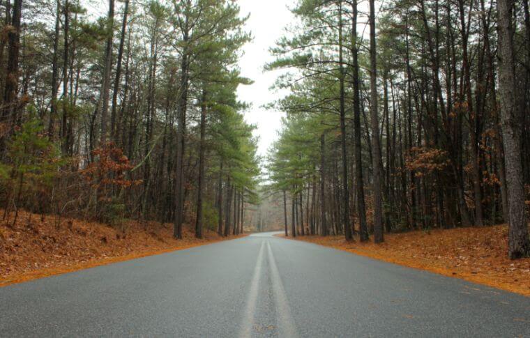 An open road inside a forest