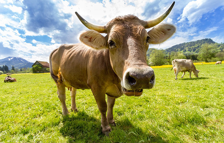 A close up of a cow in the field